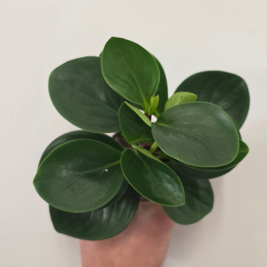 Mini Peperomia Obtusifolia