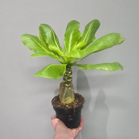Brighamia Insignis 'Hawaii Palm'