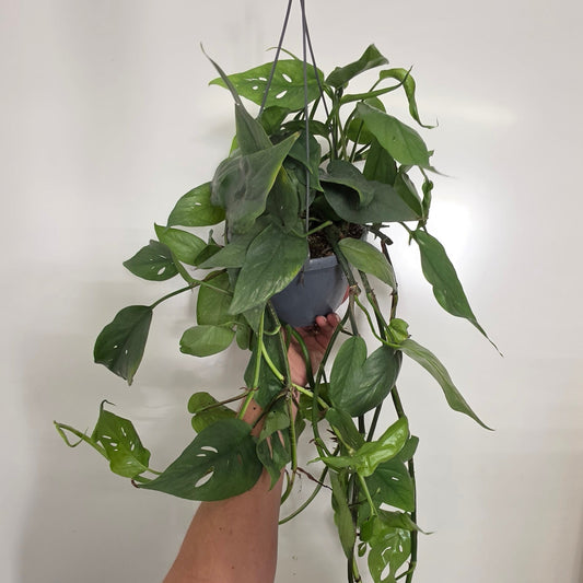 Hanging - Epipremnum Cebu Blue