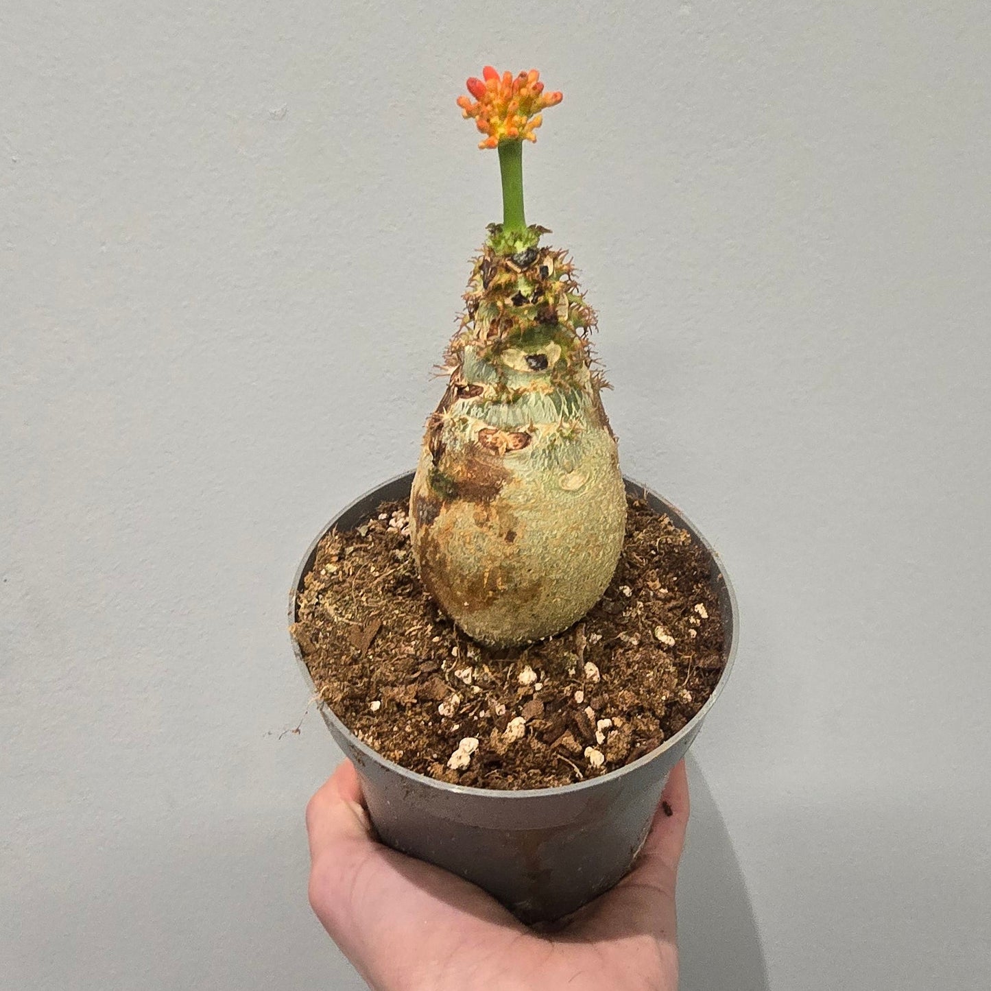 Jatropha podagrica "Buddha Belly"