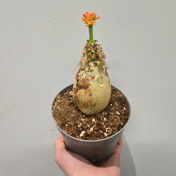 Jatropha podagrica "Buddha Belly"