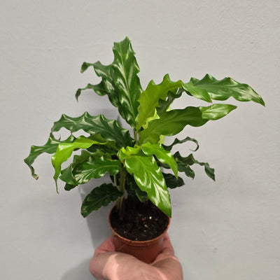 Mini Calathea Rufibarba