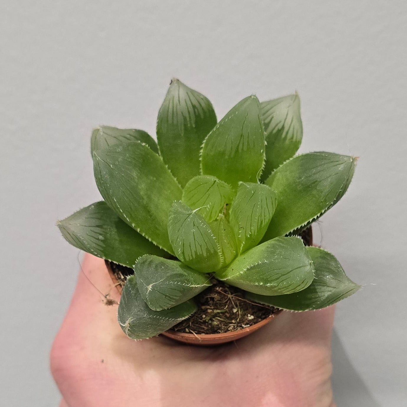 Mini Haworthia Cooperi Obtusa