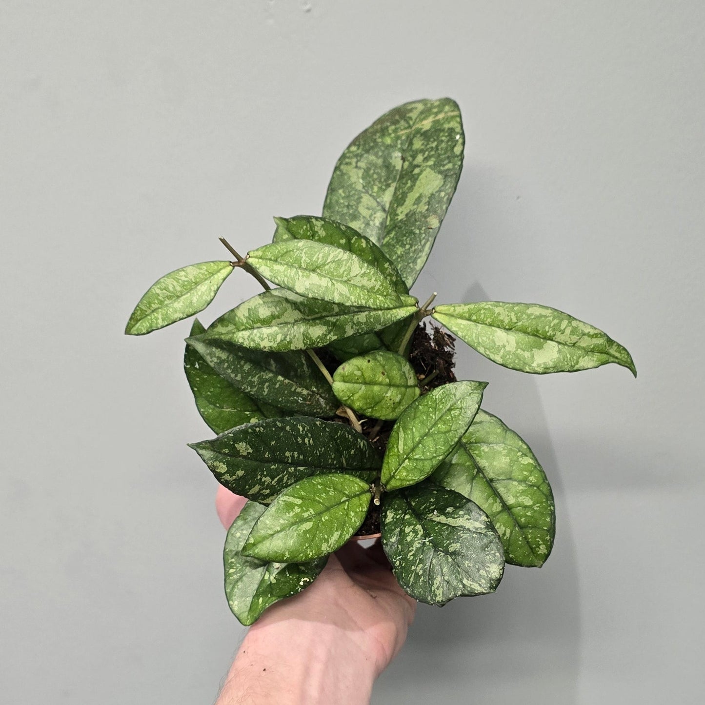 Hoya Crassipetiolata Splash