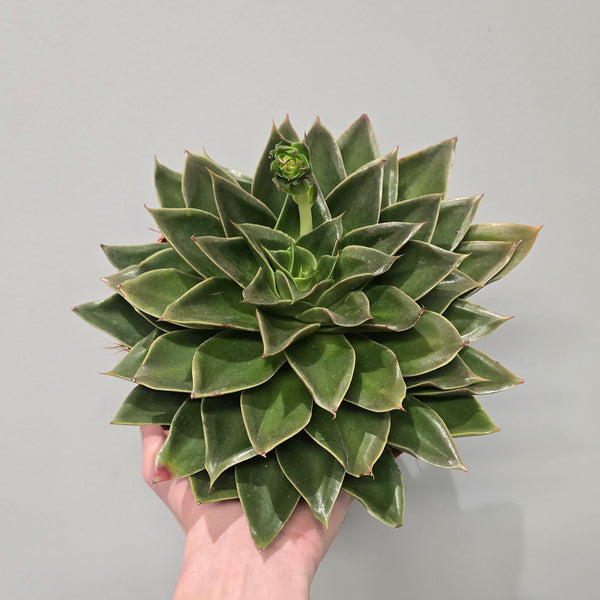 Echeveria Mexico
