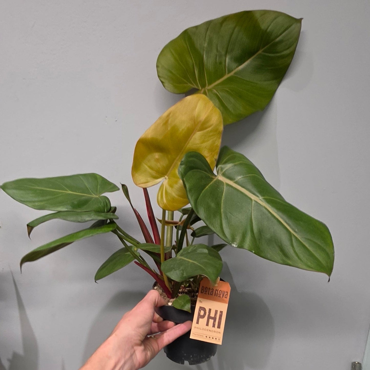 Philodendron Summer Glory - Grade B