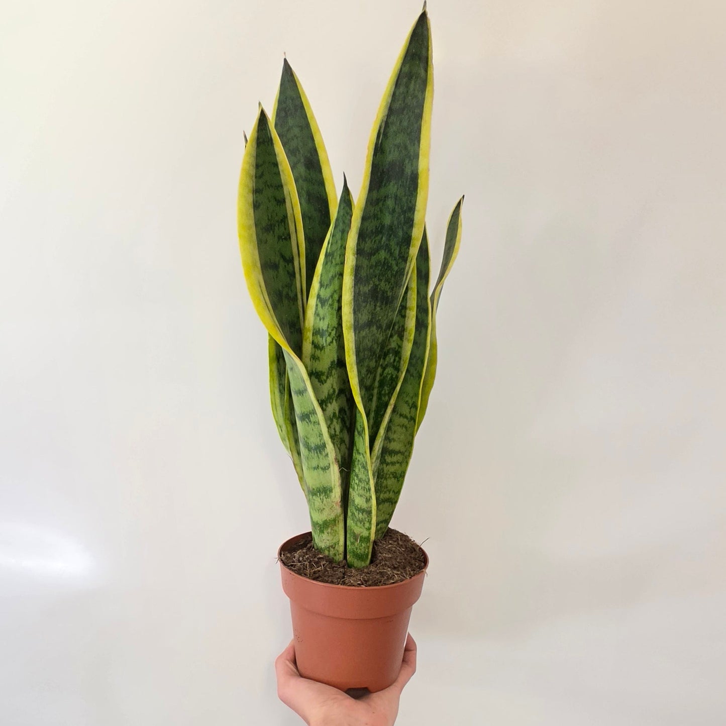 Sansevieria Laurentii