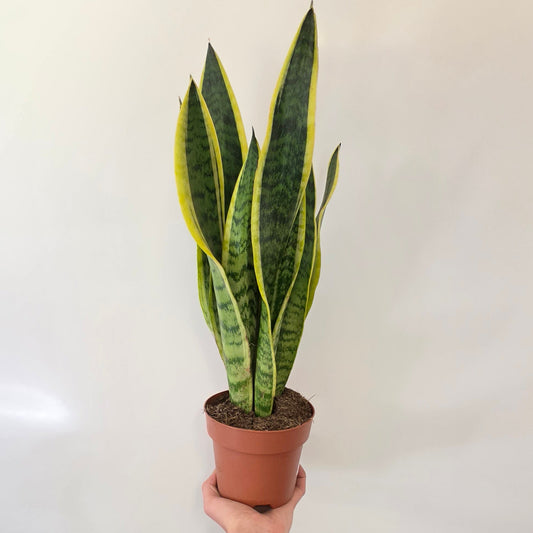 Sansevieria Laurentii