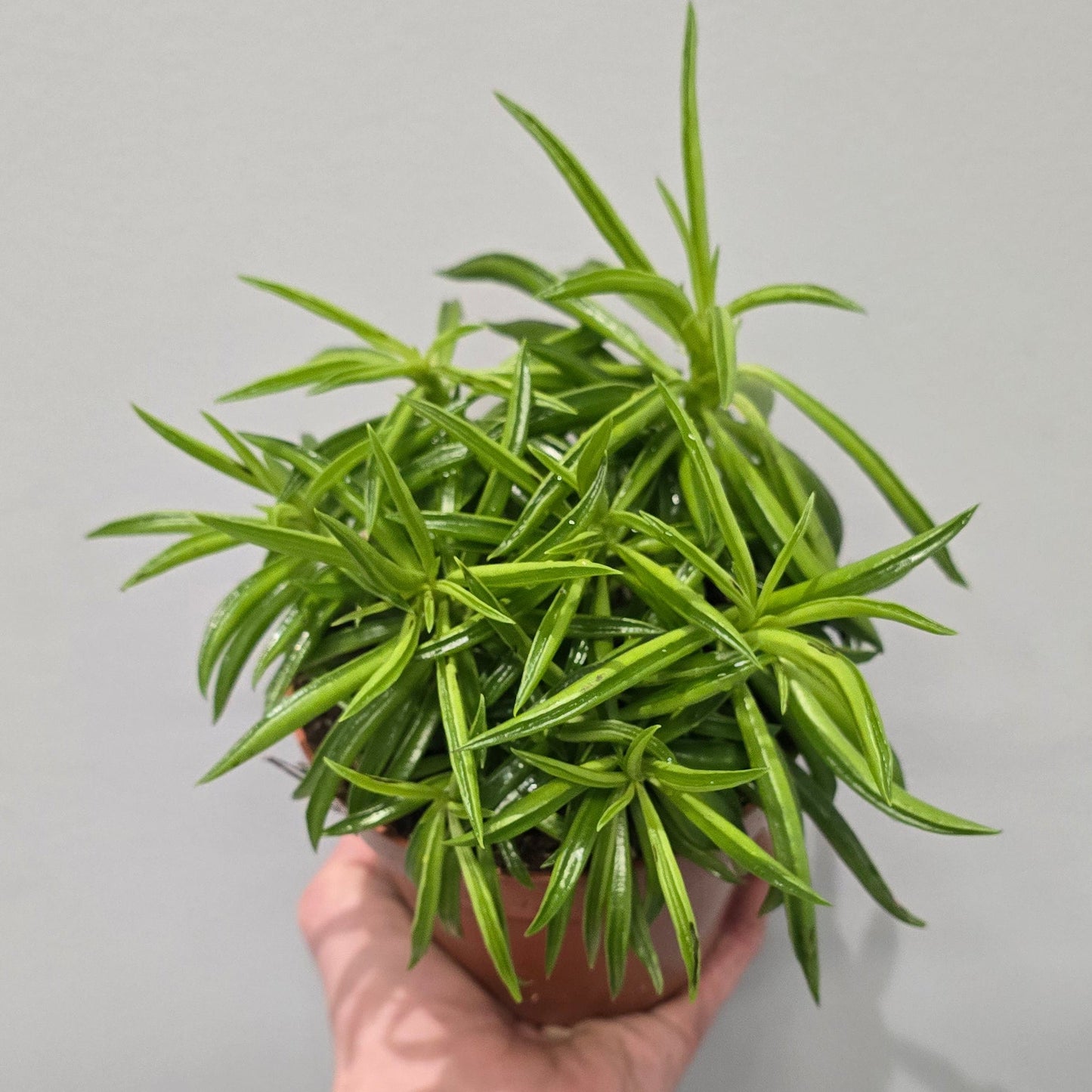Peperomia Happy Bean