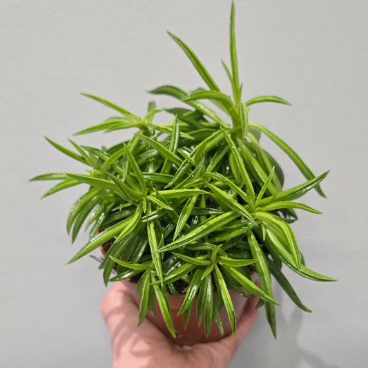 Peperomia Happy Bean