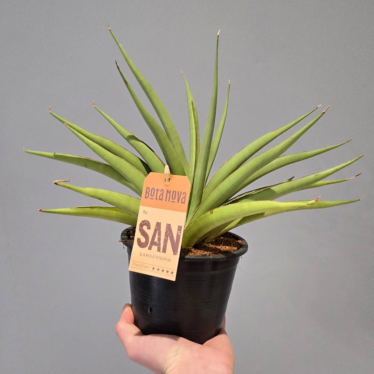 Sansevieria Silver Syreni