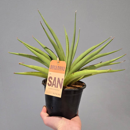 Sansevieria Silver Syreni