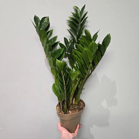 Zamioculcas Zamiifolia