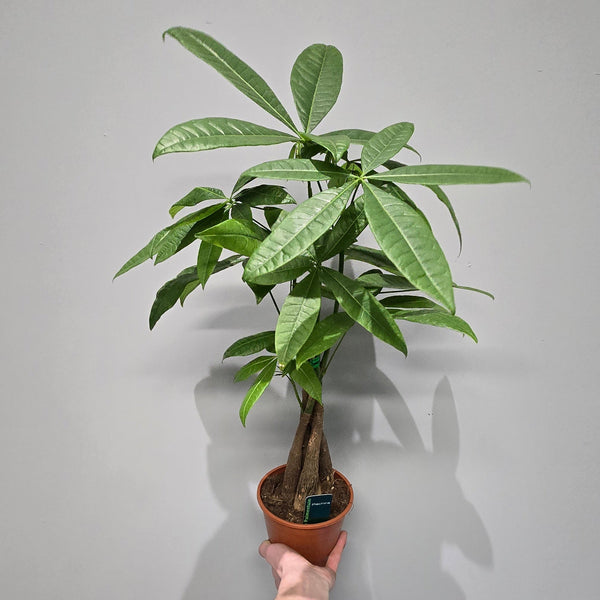 Pachira Aquatica "Money Tree"