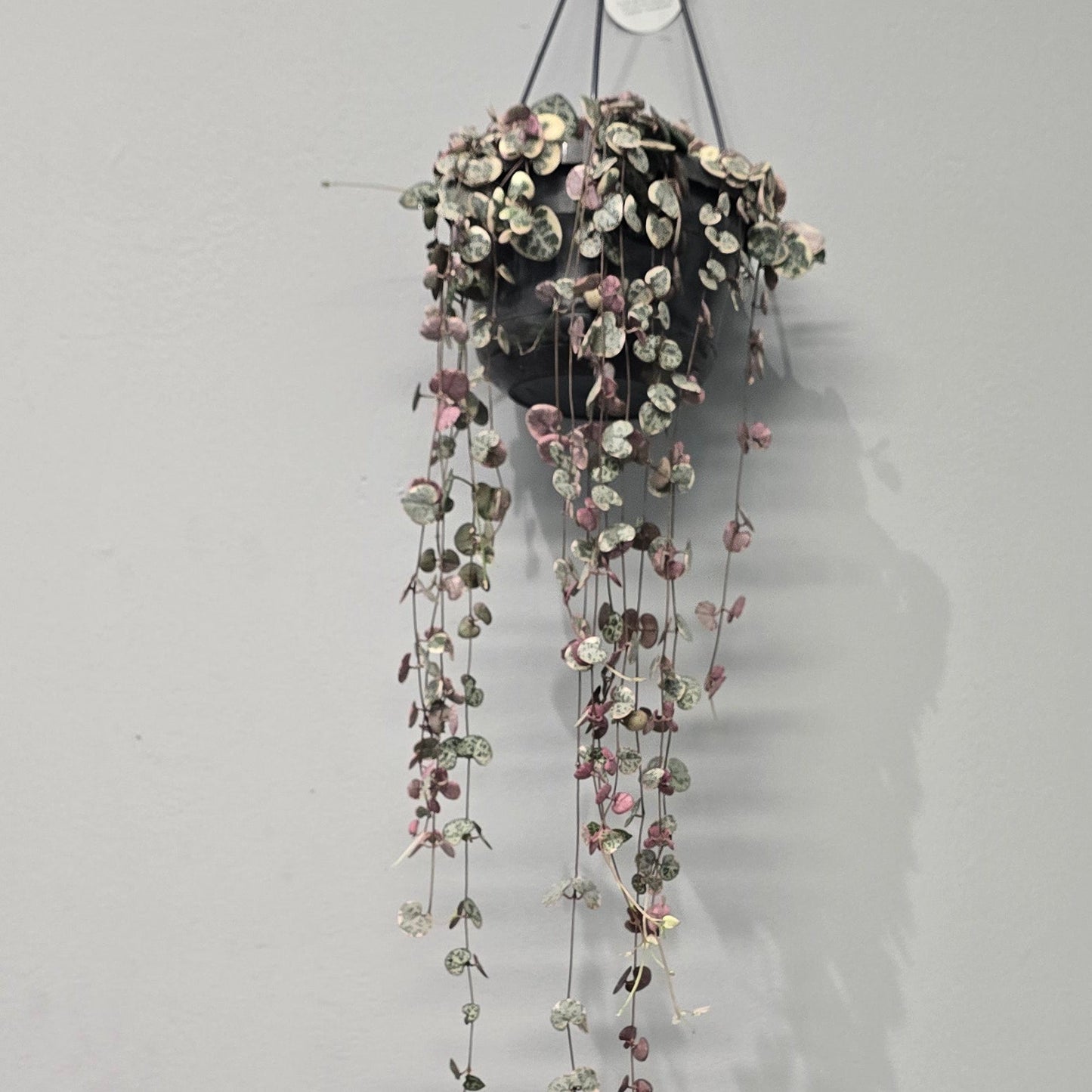 Hanging - Ceropegia Woodii Varigated "String Of Hearts"