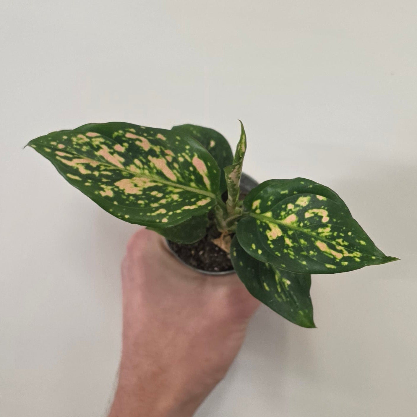 Mini Aglaonema Red