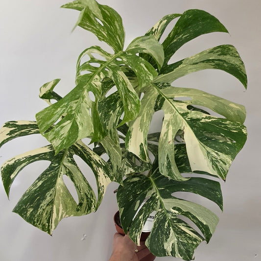 Monstera Deliciosa Albo