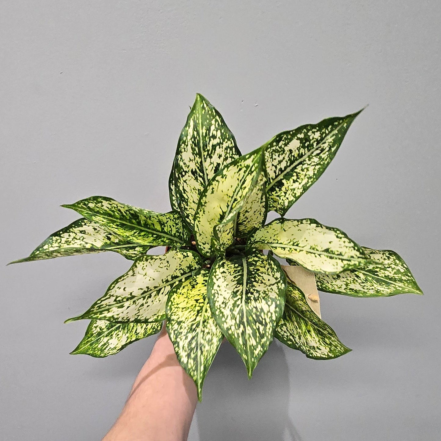 Aglaonema 'First Diamond'