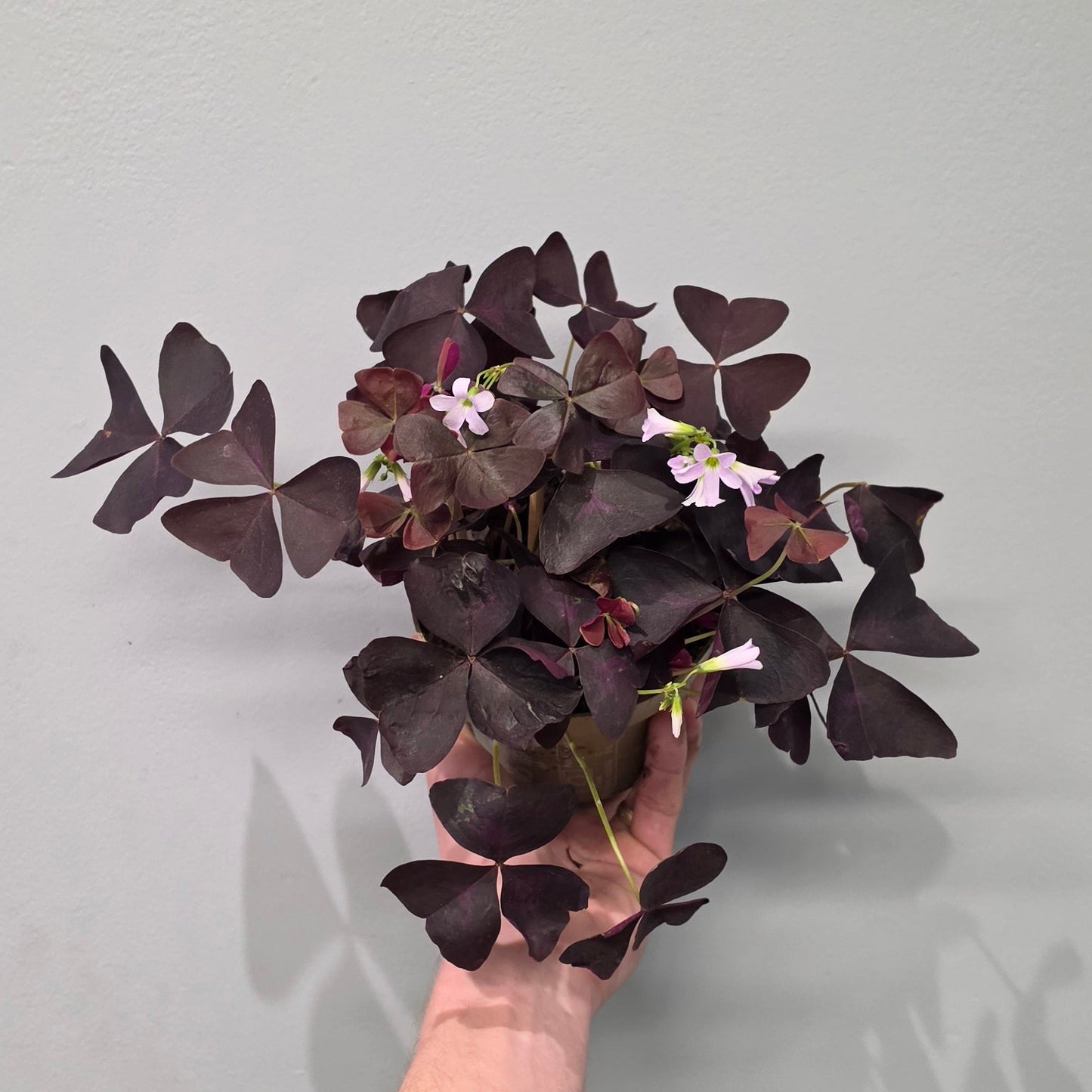 Oxalis Triangularis