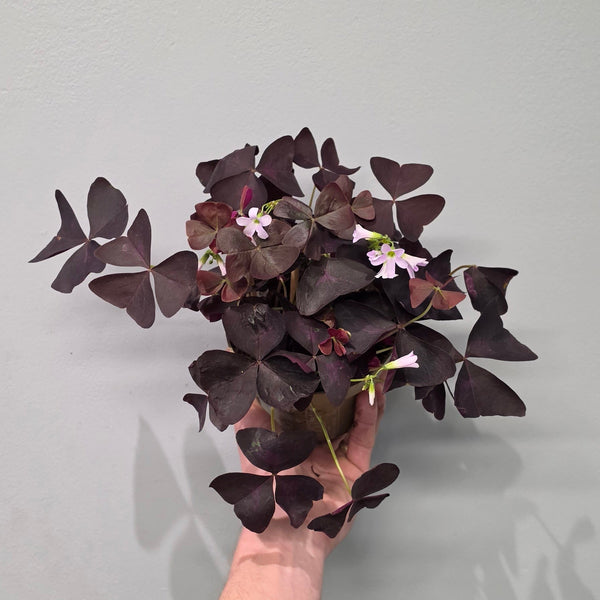 Oxalis Triangularis