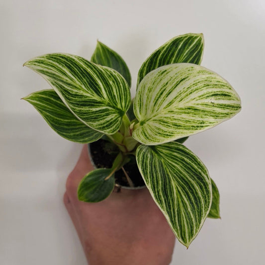 Mini Philodendron Birkin