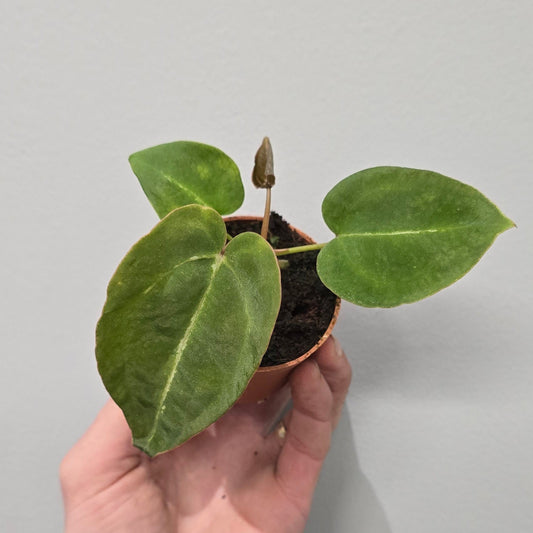 Mini - Anthurium Forgetii