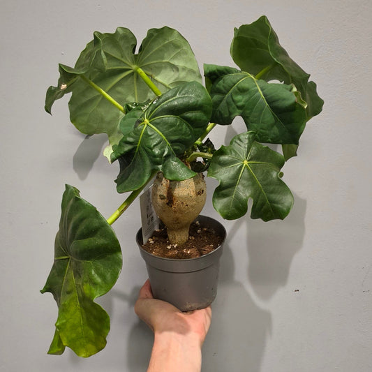Jatropha podagrica "Buddha Belly"
