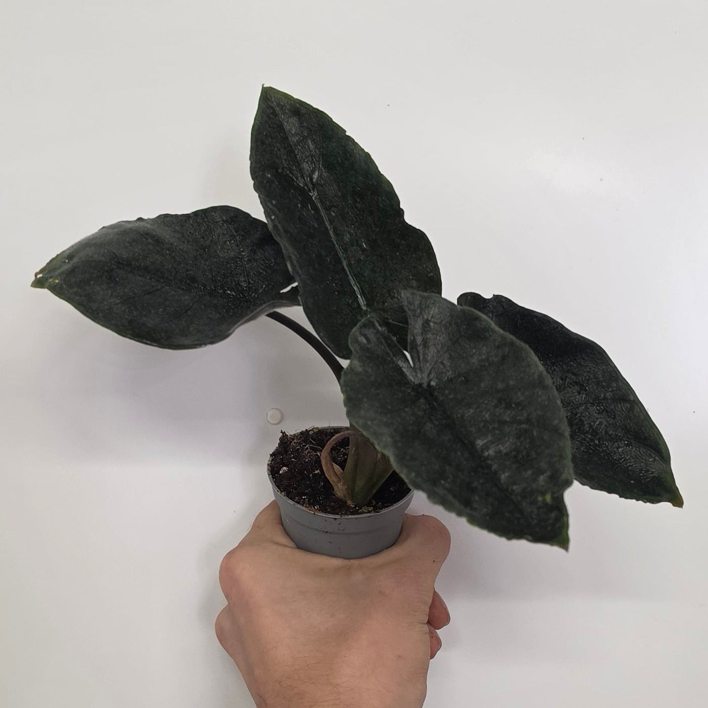 Mini Alocasia Antoro Velvet