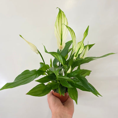 Spathiphyllum 'Pearl Cupido'
