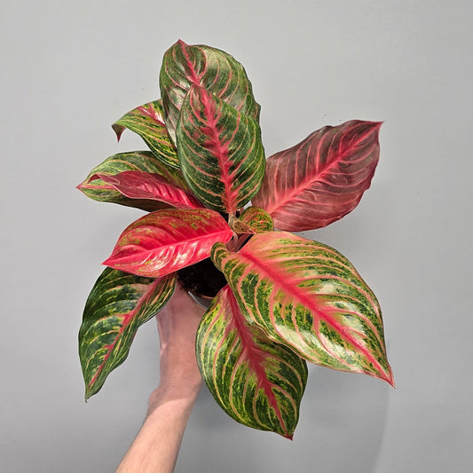 Aglaonema 'Red Emerald'