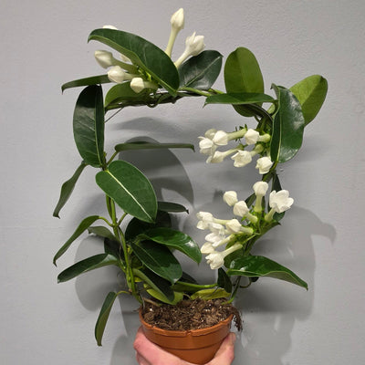 Stephanotis