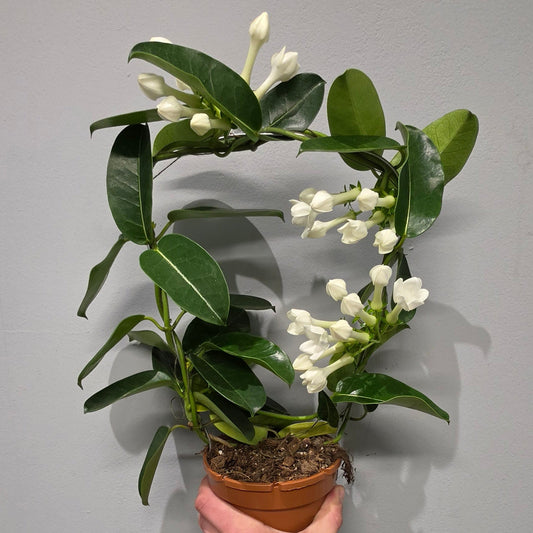 Stephanotis