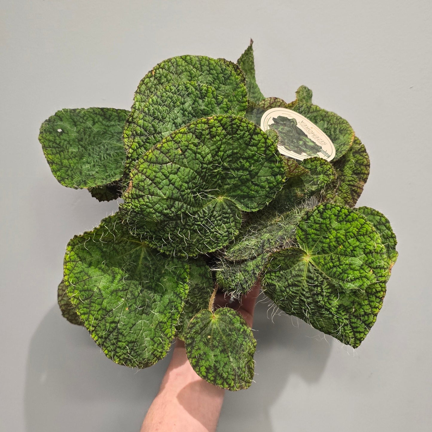 Begonia Sizemore