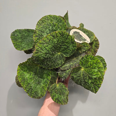 Begonia Sizemore