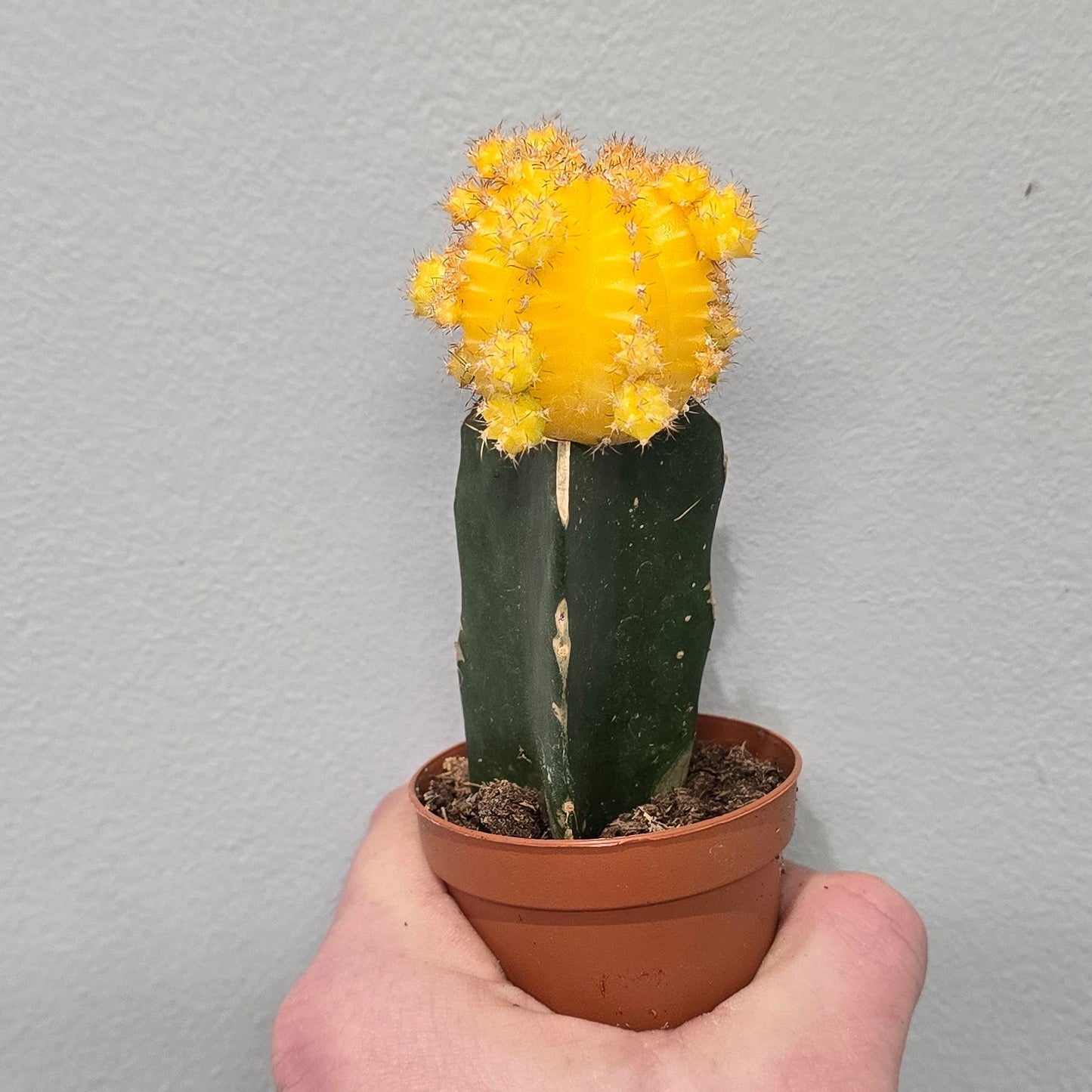 Mini - Gymnocalycium Mihanovichii Cactus