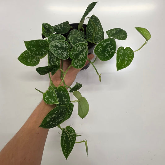 Scindapsus Pictus