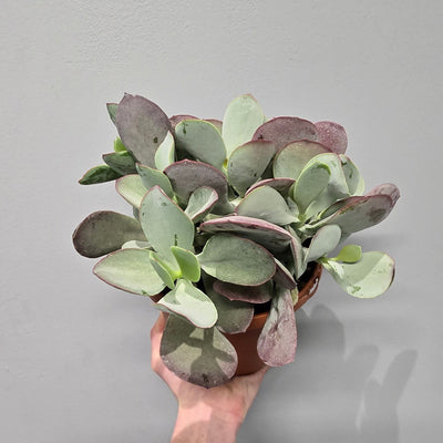Cotyledon Pink Karoo