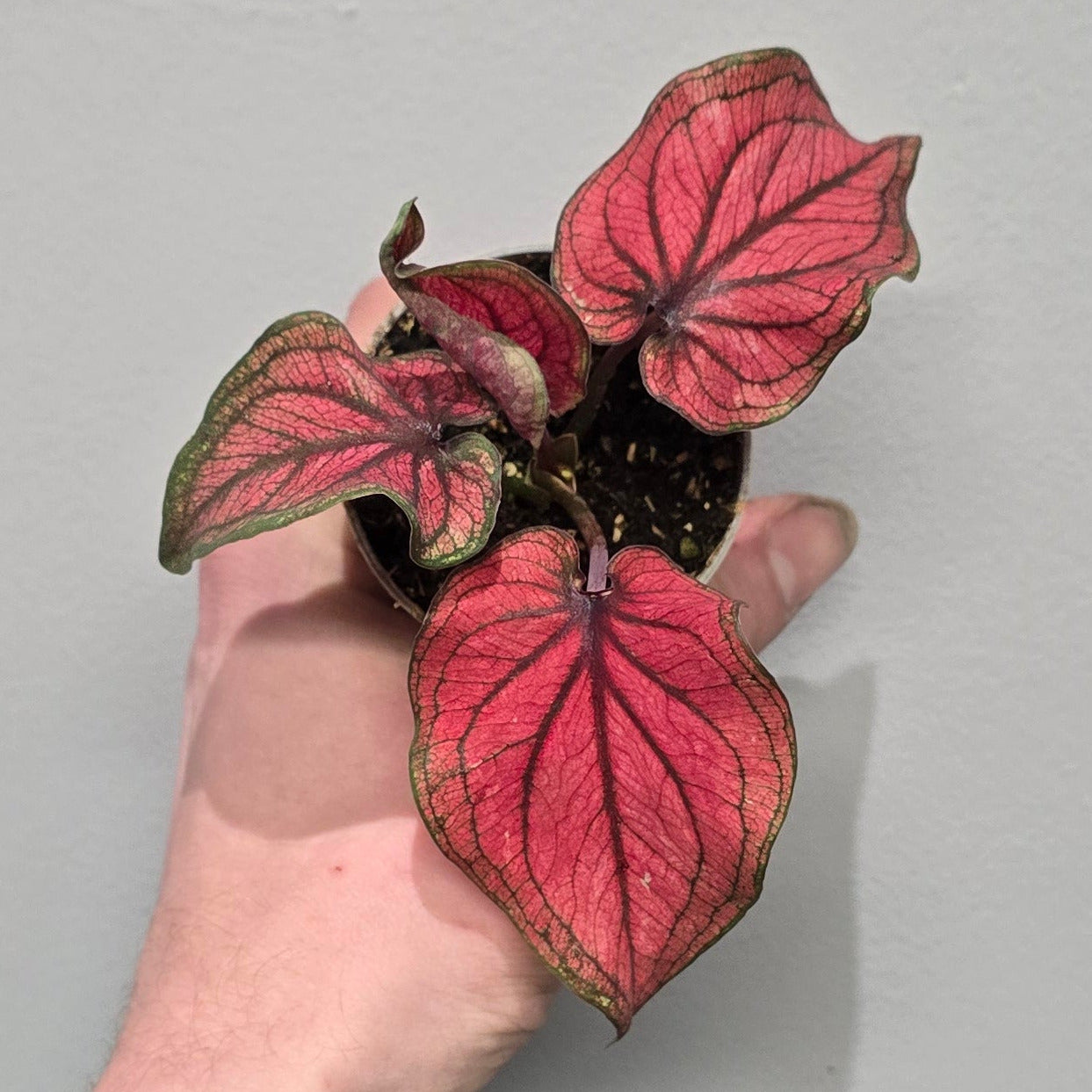 Mini Caladium Mix