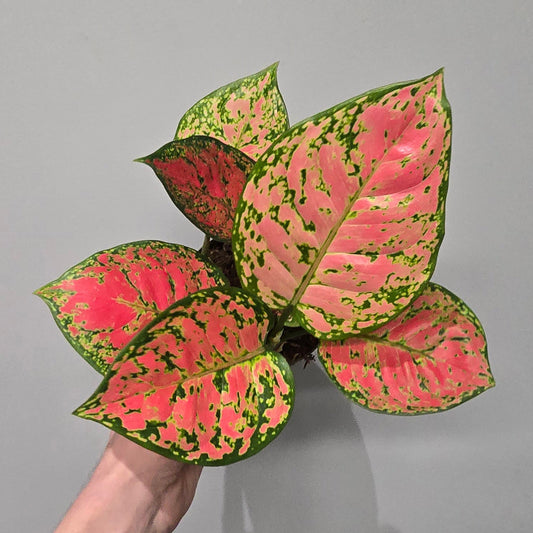 Aglaonema Crimson Love