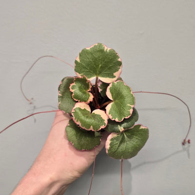 Mini Saxifraga "Strawberry Begonia"