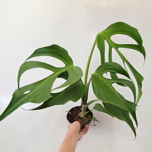 Monstera Burle Marx Flame