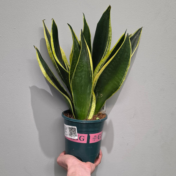Sansevieria Black Gold
