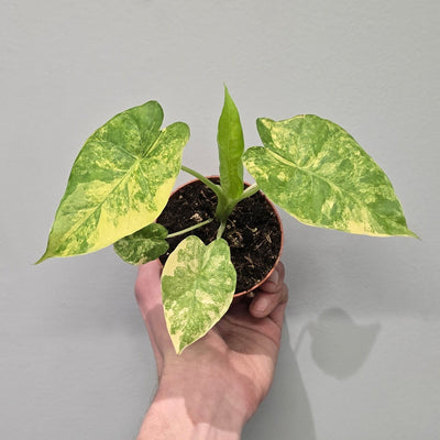 Alocasia Gageana Aurea
