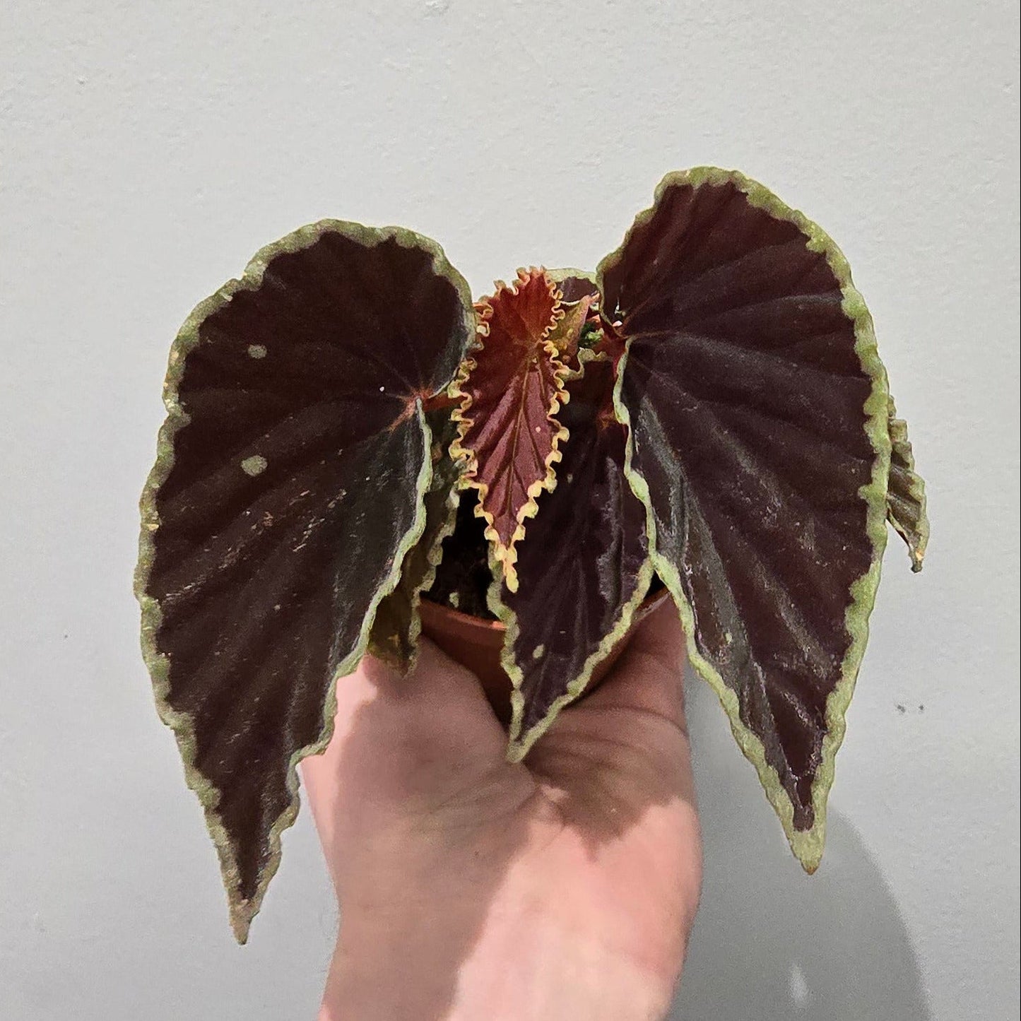 Begonia Darthvaderiana