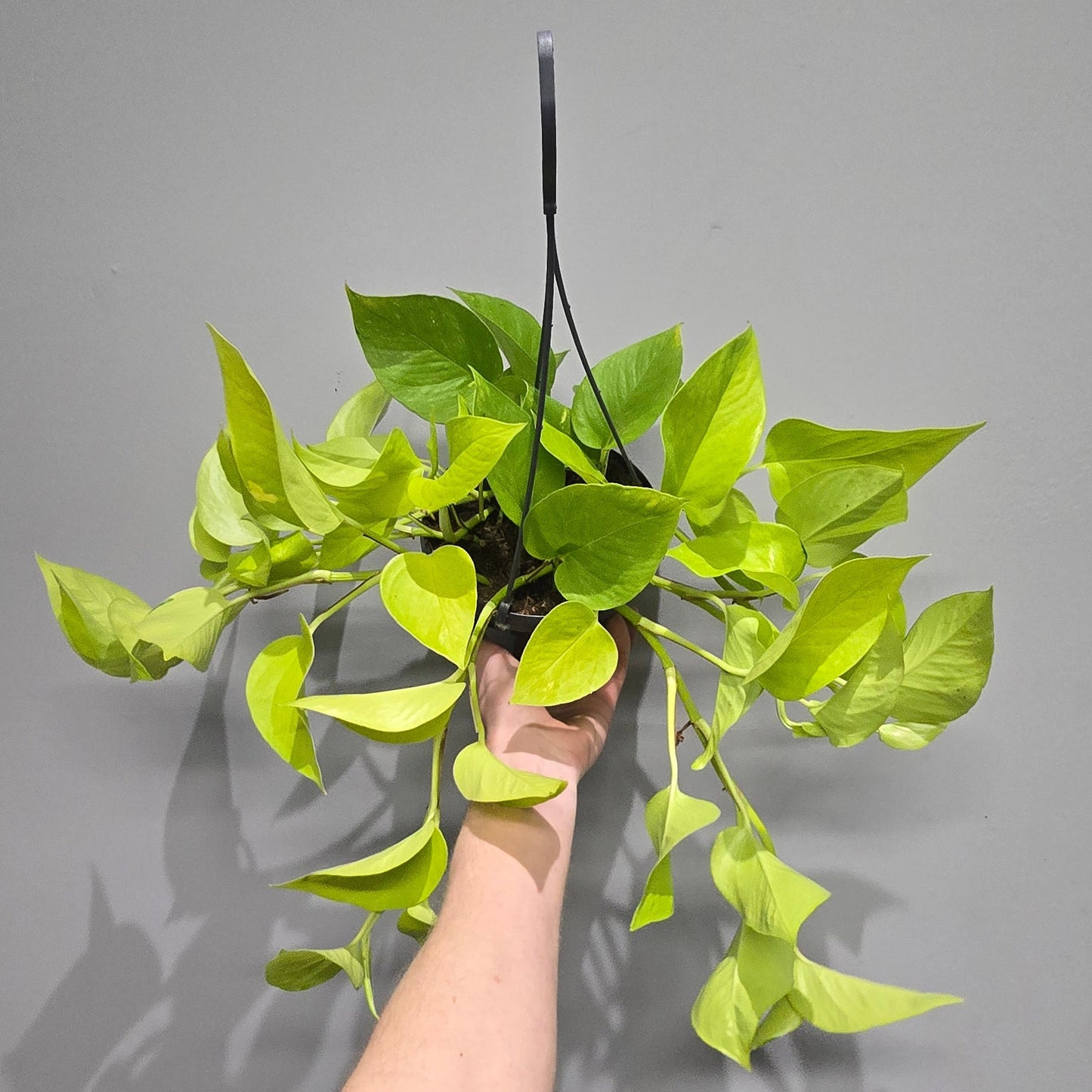 Hanging Epipremnum Neon Pothos