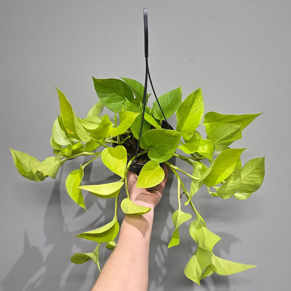 Hanging Epipremnum Neon Pothos