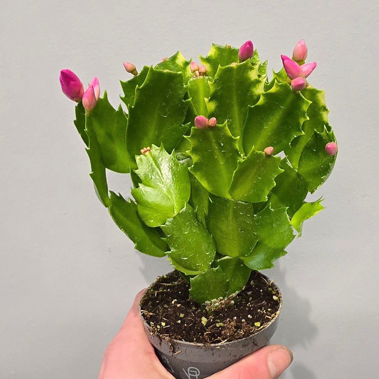Schlumbergera Cactus