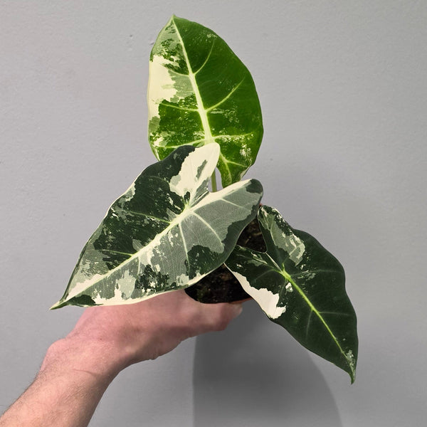 Alocasia Micholitziana Frydek Variegated