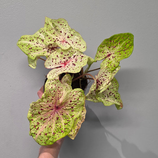 Caladium Miss Muffet