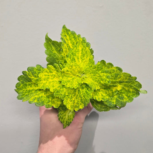 Mini Coleus - Mixed